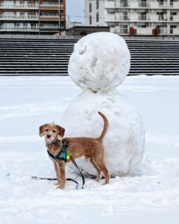 おとといの夜、北海道は春の吹雪で、しっかり雪が積もりました☃️🐕
雪の地面が好きなレオくんも楽しく河川敷を走り回ってました😄🐶
春は嬉しいけど雪が無くなるのはさびしいね
暖かくなったらまた色々お出かけしようね🚗⛺
