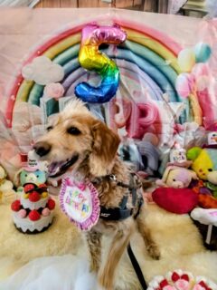 今日はレオくん5歳の誕生日🐶🎂
いい写真色々有るので分けて投稿します
1枚目は、ほっこりわんカフェ　@hokkori_wan
さんのフォトブースで撮らせてもらいました😄📸
ついこの間うちに来たばかりな感じなのに、月日が経つのは早いものです
毎日を大切に生きないといけないなー
これからも色々思い出作ろうね😄🐕
#ダップー 
#モヒカン犬