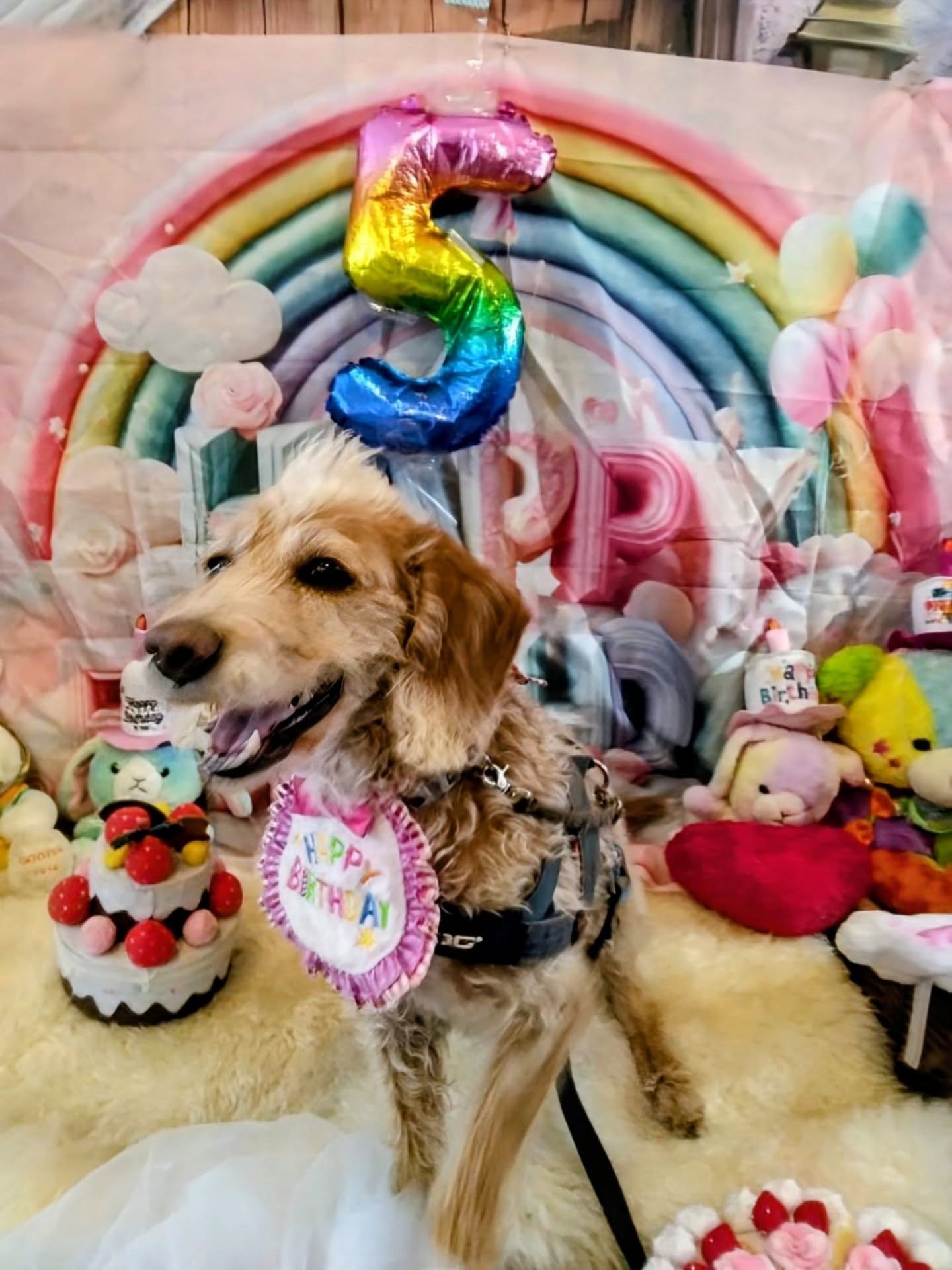 今日はレオくん5歳の誕生日🐶🎂
いい写真色々有るので分けて投稿します
1枚目は、ほっこりわんカフェ　@hokkori_wan
さんのフォトブースで撮らせてもらいました😄📸
ついこの間うちに来たばかりな感じなのに、月日が経つのは早いものです
毎日を大切に生きないといけないなー
これからも色々思い出作ろうね😄🐕
#ダップー 
#モヒカン犬