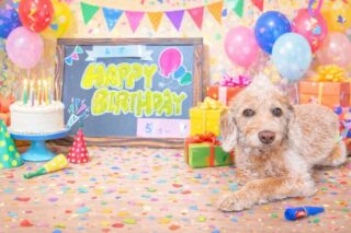 レオくん5歳の写真その2です📸
まさに誕生日の今日、レオくんが週1でお世話になっている犬の幼稚園1/2 Hounds @12.hounds さんで可愛く記念撮影してもらいました🐕📸
5歳になってもおともだちやスタッフさんと元気で楽しく遊べますように😄🐶
