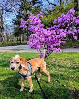 暖かくなってきたので短髪＆モヒカンにトリミングしたレオくんです🐶😄
近所の公園のお花が綺麗だったので撮影してきました📸🐕
良い陽気になったから、いろいろお出かけしようね😄🚗🐕