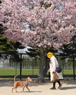 レオくんと、桜が綺麗な樽川公園ドッグランに行ってきました🚗🐶
レオくん一家にとっては遅い春が来て最初にするイベントになってます🌸📸
これからキャンプしたりドライブしたり北海道の自然を楽しもうね🐕😄
#ドッグラン 
#モヒカン犬
#ダップー