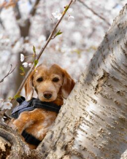 GW初日ですが北海道はまだまだ桜が見頃の時期、レオくん一家は余市川の桜並木に行ってきました🚗🌸
札幌から近くにこんなに綺麗な桜の名所が有ったとは😆🐶
もっと色々な桜の名所に行ってみようね🐕☺️😄
#ダップー 
#余市川桜並木 
#モヒカン犬